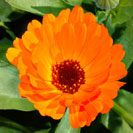 Calendula